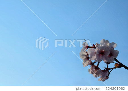 櫻花和天空 124801062