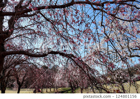 垂枝櫻花 124801156