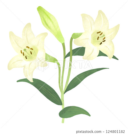 白百合插圖 白百合插圖 124801182