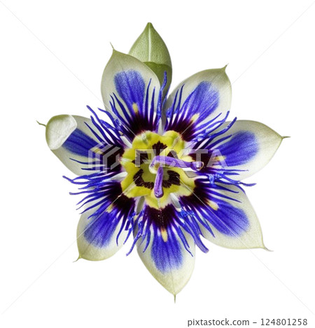 blue passion flower plant blue passion flower plant 124801258