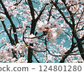 Cherry Blossoms	 124801280
