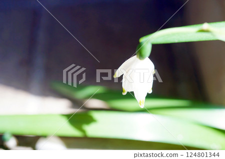 Lily of the valley Lily of the valley 124801344
