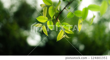 Fresh light green spring leaves and spring green background in the forest 124801351