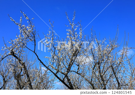 Izumi Environmental Recycle Park: Plum blossoms in full bloom Izumi Environmental Recycle Park: Plum blossoms in full bloom 124801545