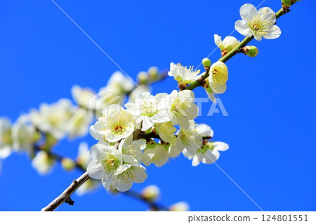 和泉環境循環公園：梅花盛開 124801551