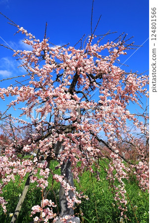 和泉環境循環公園：梅花盛開 124801566