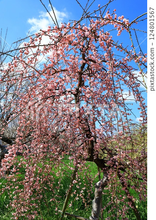Izumi Environmental Recycle Park: Plum blossoms in full bloom Izumi Environmental Recycle Park: Plum blossoms in full bloom 124801567