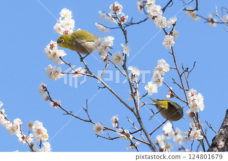 繡眼鳥吸食梅花花蜜 繡眼鳥吸食梅花花蜜 124801679