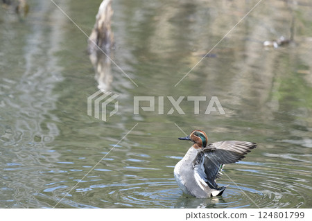 蒂爾 蒂爾 124801799