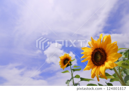 向日葵綻放在夏日的天空 124801817
