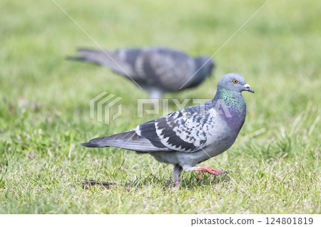 Pigeons 124801819