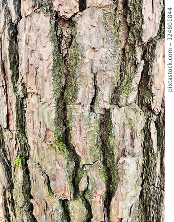 the rough surface of a pine tree the rough surface of a pine tree 124801844