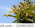 枇杷的綠葉和奶油色的花蕾在藍天的襯托下格外引人注目。 124801855