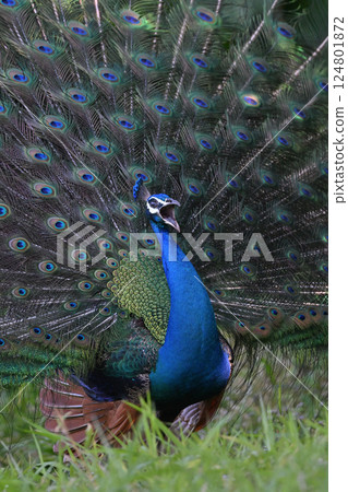 印度孔雀⑥（沖繩縣） 124801872