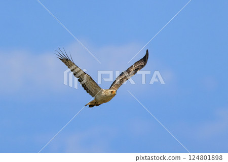 Crested Serpent Eagle ⑧ (Okinawa Prefecture) 124801898