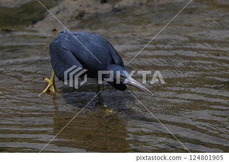 Black-crowned Night Heron⑥ (Okinawa Prefecture) Black-crowned Night Heron⑥ (Okinawa Prefecture) 124801905