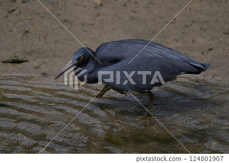 Black-crowned Night Heron ⑧ (Okinawa Prefecture) 124801907