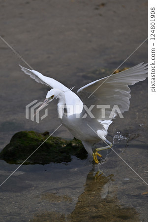 Black-crowned Night Heron ⑨ (Okinawa Prefecture) 124801908