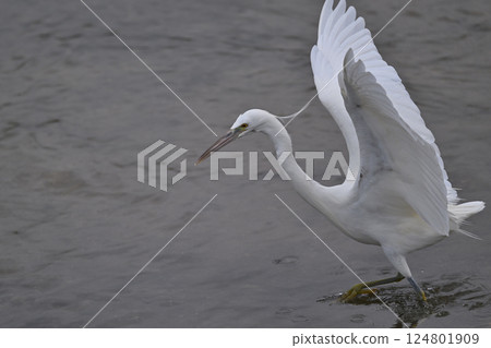 Black-crowned Night Heron ⑩ (Okinawa Prefecture) 124801909