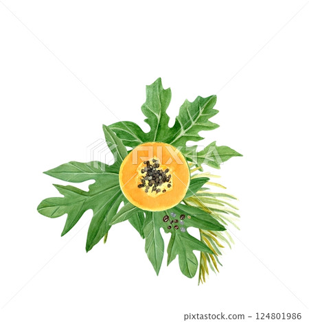 Papaya slice with seeds and leafs watercolor illustration isolated on white. The hand-painted tropical fruit clip art is perfect for culinary designs, labels, prints, cards, packages and menu. Bright 124801986