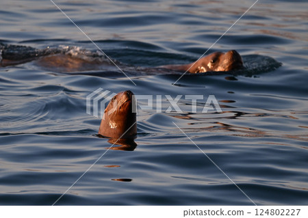 海獅130（北海道） 124802227