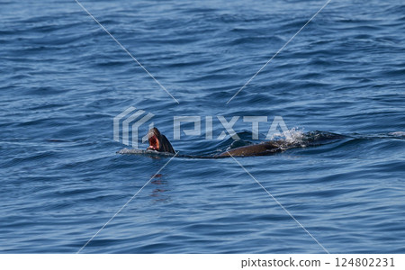 Sea lion 134 (Hokkaido) 124802231