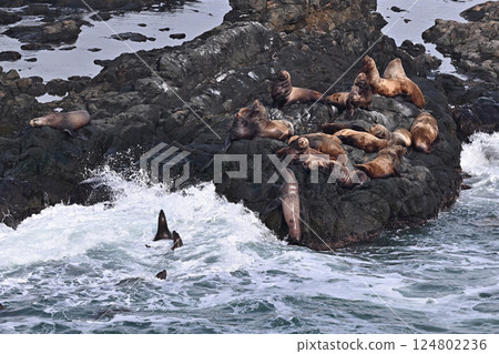Sea lion 139 (Hokkaido) 124802236