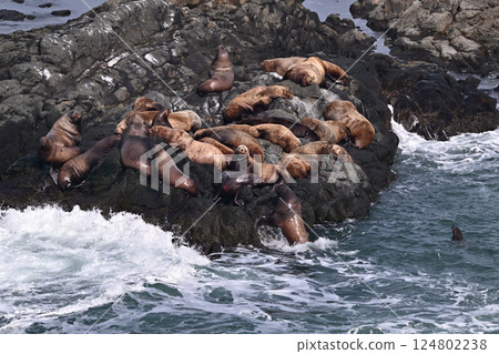 Sea lion 141 (Hokkaido) Sea lion 141 (Hokkaido) 124802238