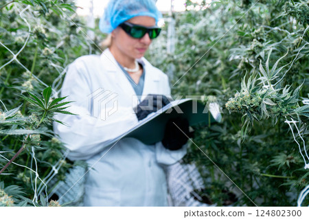 A lab technician meticulously measures and calculates data among flourishing cannabis plants. 124802300