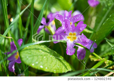Spring flowers. Blooming primrose or primula flowers in a garden. Selective focus. Spring flowers. Blooming primrose or primula flowers in a garden. Selective focus. 124802340