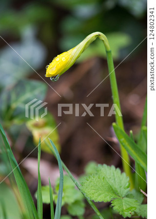 Bright yellow daffodil blooming in a spring garden. Selective focus. Selective focus. Bright yellow daffodil blooming in a spring garden. Selective focus. Selective focus. 124802341