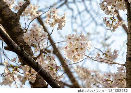 Pale pink cherry blossoms 124802382