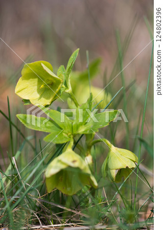 Green hellebore in the spring forest - selective focus. 124802396