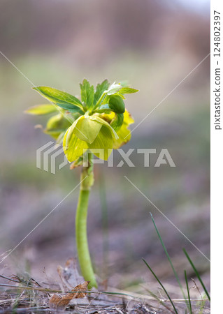 Green hellebore in the spring forest - selective focus. 124802397