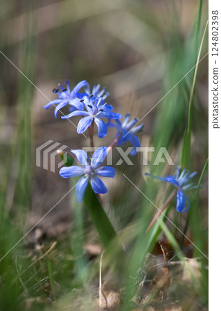 Flowering scilla  in an early spring garden - elective focus, copy space 124802398
