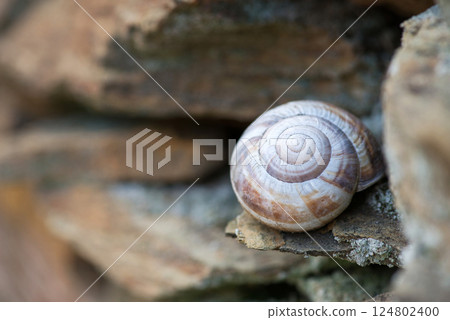 Snail shell on stone slabs - selective focus 124802400