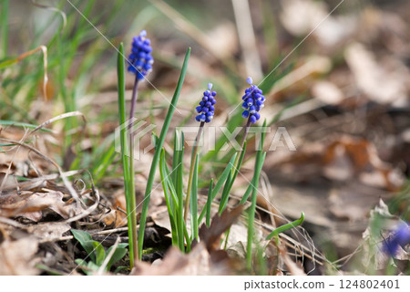 Muscari flowers, Muscari armeniacum, Grape Hyacinths spring flowers blooming in april and may. Selective focus. 124802401