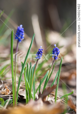 Muscari flowers, Muscari armeniacum, Grape Hyacinths spring flowers blooming in april and may. Selective focus. 124802402