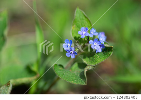 Small spring flower on a green background - selective focus, copy space. 124802403