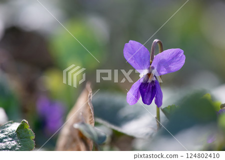 The colourful violets in the wood in a sunny spring day. Selective focus. The colourful violets in the wood in a sunny spring day. Selective focus. 124802410