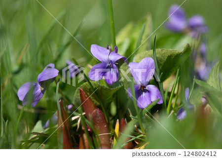 The colourful violets in the wood in a sunny spring day. Selective focus. 124802412