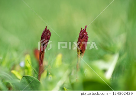 Sprouted peonies in the early spring garden - selective focus. Sprouted peonies in the early spring garden - selective focus. 124802429