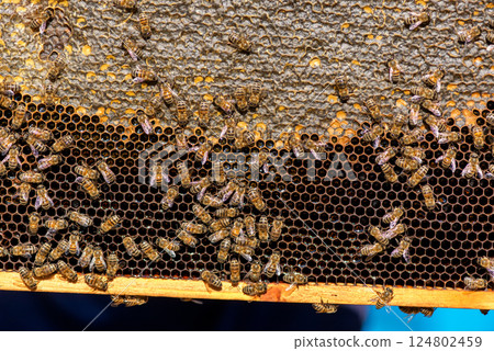 Close up of bees on honeycomb in apiary - selective focus, copy space. 124802459