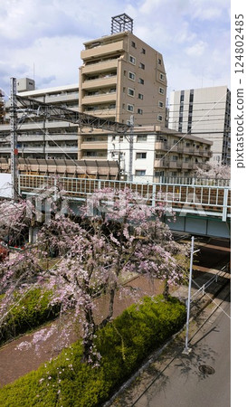 Cherry trees along the Toei Mita Line Cherry trees along the Toei Mita Line 124802485