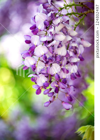 Close up of Wisteria flowers. Spring nature background - selective focus. 124802497