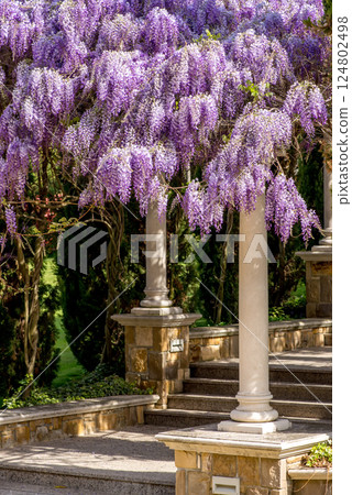 Close up of Wisteria flowers. Spring nature background - selective focus. Close up of Wisteria flowers. Spring nature background - selective focus. 124802498