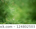 Dew drops on dill plants - abstract background, soft focus, copy space. 124802503