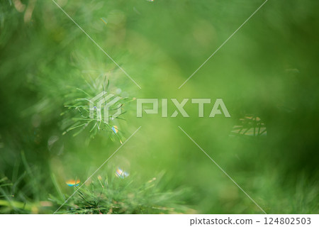 Dew drops on dill plants - abstract background, soft focus, copy space. 124802503
