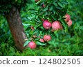 Ripe red apples hanging on a tree branch in an orchard. Selective focus. Copy space. Blurred background. 124802505