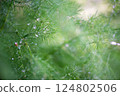 Dew drops on dill plants - abstract background, soft focus, copy space. 124802506